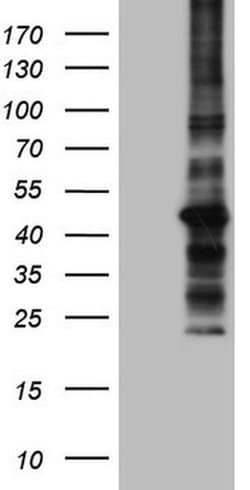 MTOR Monoclonal Antibody (OTI4A7), TrueMAB , OriGene 100 &mu;L; Unconjugated:Antibodies,