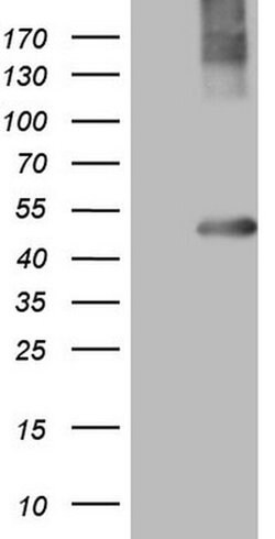 MTOR Monoclonal Antibody (OTI5B8), TrueMAB , OriGene:Antibodies:Primary
