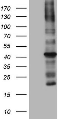 MTOR Monoclonal Antibody (OTI4A6), TrueMAB , OriGene 100 &mu;L; Unconjugated:Antibodies,