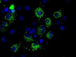 MTRF1L Monoclonal Antibody (OTI1D11), TrueMAB , OriGene 100 &mu;L; Unconjugated:Antibodies,