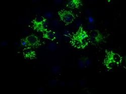 MTRF1L Monoclonal Antibody (OTI1H5), TrueMAB , OriGene 100 &mu;L; Unconjugated:Antibodies,