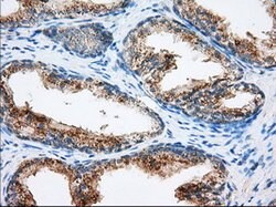 MTRF1L Mouse anti-Human, Clone: OTI2C6, lyophilized, TrueMAB 100 &mu;g;