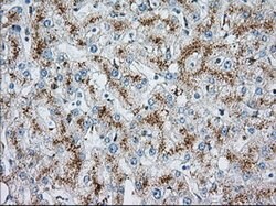 MTRF1L Mouse anti-Human, Clone: OTI2C6, lyophilized, TrueMAB 100 &mu;g;