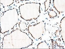 MTRF1L Mouse anti-Human, Clone: OTI2B5, liquid, TrueMAB 100 &mu;L; Unconjugated:Antibodies,