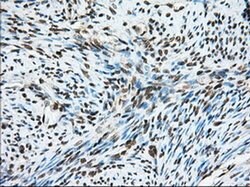 MTRF1L Mouse anti-Human, Clone: OTI2B5, liquid, TrueMAB 100 &mu;L; Unconjugated:Antibodies,