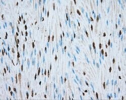 MTRF1L Mouse anti-Human, Clone: OTI2B5, liquid, TrueMAB 100 &mu;L; Unconjugated:Antibodies,