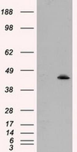 MTRF1L Monoclonal Antibody (OTI1E3), TrueMAB , OriGene:Antibodies:Primary