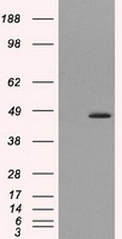 MTRF1L Monoclonal Antibody (OTI1C5), TrueMAB , OriGene 100 &mu;L; Unconjugated:Antibodies,