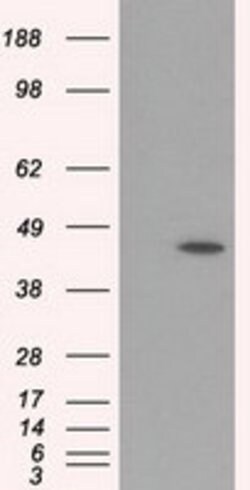 MTRF1L Mouse anti-Human, Clone: OTI2C6, lyophilized, TrueMAB 100 &mu;g;