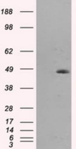 MTRF1L Mouse anti-Human, Clone: OTI1H5, lyophilized, TrueMAB 100 &mu;g;