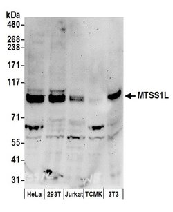 MTSS1L Polyclonal Antibody, Bethyl Laboratories 20 &mu;L; Unconjugated:Antibodies,