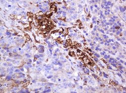 MUC1 Monoclonal Antibody (OTI2E3), TrueMAB , OriGene 30 &mu;L; Unconjugated:Antibodies,