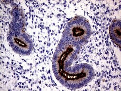 MUC1 Monoclonal Antibody (OTI4A5), TrueMAB , OriGene 100 &mu;L; Unconjugated:Antibodies,
