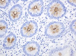 MUC1 Monoclonal Antibody (OTI4A5), TrueMAB , OriGene 100 &mu;L; Unconjugated:Antibodies,