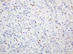 MUC1 Monoclonal Antibody (OTI4A5), TrueMAB , OriGene 100 &mu;L; Unconjugated:Antibodies,