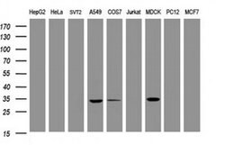 MUC1 Monoclonal Antibody (OTI2E3), TrueMAB , OriGene 30 &mu;L; Unconjugated:Antibodies,