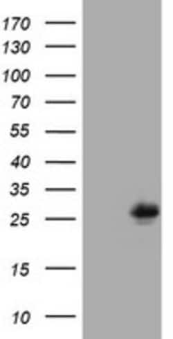 MUC1 Mouse anti-Human, Clone: OTI2A5, lyophilized, TrueMAB 100 &mu;g; Unconjugated:Antibodies,