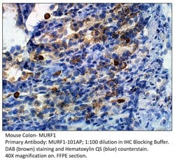 MURF1 Rabbit anti-Human, Mouse, Rat, Polyclonal, FabGennix 200 &mu;L; Unconjugated:Antibodies,