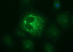 MUT Mouse anti-Human, Clone: OTI2A8, TrueMAB , Origene 30 &mu;L; Unconjugated:Antibodies,