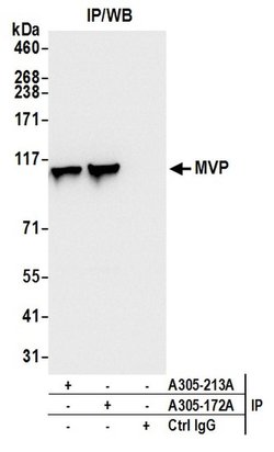 MVP/Major Vault Protein Rabbit anti-Human, Polyclonal, Bethyl Laboratories