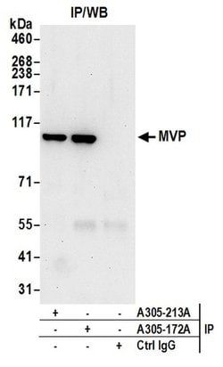 MVP/Major Vault Protein Rabbit anti-Human, Polyclonal, Bethyl Laboratories