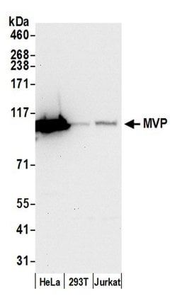 MVP/Major Vault Protein Rabbit anti-Human, Polyclonal, Bethyl Laboratories