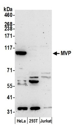 MVP/Major Vault Protein Rabbit anti-Human, Polyclonal, Bethyl Laboratories