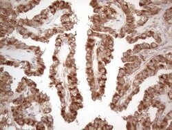 MXD4 Monoclonal Antibody (OTI1A2), TrueMAB , OriGene 100 &mu;L | Buy Online | OriGene | Fisher Scientific