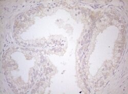 MXD4 Monoclonal Antibody (OTI7F7), TrueMAB , OriGene 100 μL; Unconjugated:Antibodies,