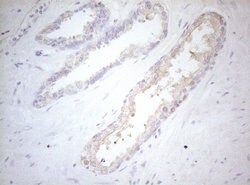 MXD4 Monoclonal Antibody (OTI7F7), TrueMAB , OriGene 100 μL; Unconjugated:Antibodies,