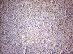 MXD4 Monoclonal Antibody (OTI7F7), TrueMAB , OriGene:Antibodies:Primary