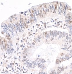 MYBBP1A Rabbit anti-Human, Polyclonal, Bethyl Laboratories 10 &mu;L; Unconjugated:Antibodies,