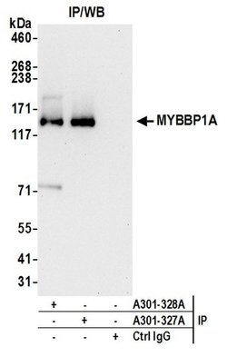 MYBBP1A Rabbit anti-Human, Polyclonal, Bethyl Laboratories 10 &mu;L; Unconjugated:Antibodies,