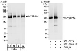 MYBBP1A Rabbit anti-Human, Polyclonal, Bethyl Laboratories 100 &mu;L; Unconjugated:Antibodies,