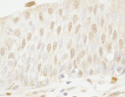 MYBBP1A Polyclonal Antibody, Bethyl Laboratories 10 &mu;L; Unconjugated:Antibodies,