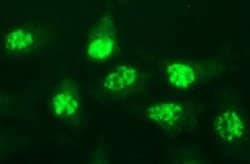 MYC Monoclonal Antibody (OTI5E9G2), TrueMAB , OriGene 100 &mu;L; Unconjugated:Antibodies,