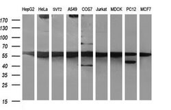 MYC Monoclonal Antibody (OTI5E9G2), TrueMAB , OriGene 100 &mu;L; Unconjugated:Antibodies,