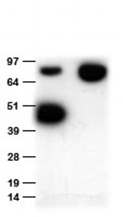 MYC tag Goat anti-Tag, Polyclonal, liquid, TrueMAB 150 &mu;L; Unconjugated:Antibodies,