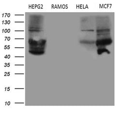 MYCN Monoclonal Antibody (OTI1D9), TrueMAB , OriGene:Antibodies:Primary