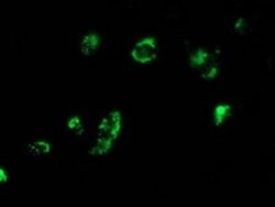 MYD88 Mouse anti-Human, Rat, Clone: OTI1B8, lyophilized, TrueMAB 100 &mu;g;