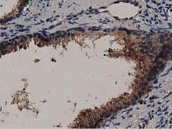 MYD88 Mouse anti-Human, Clone: OTI2B2, lyophilized, TrueMAB 100 &mu;g;