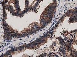 MYD88 Mouse anti-Human, Clone: OTI2B2, liquid, TrueMAB 100 &mu;L; Unconjugated:Antibodies,