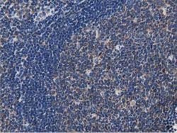 MYD88 Mouse anti-Human, Clone: OTI2B2, lyophilized, TrueMAB 100 &mu;g;
