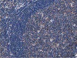 MYD88 Mouse anti-Human, Clone: OTI2B2, liquid, TrueMAB 100 &mu;L; Unconjugated:Antibodies,