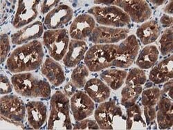 MYD88 Mouse anti-Human, Clone: OTI2B2, liquid, TrueMAB 100 &mu;L; Unconjugated:Antibodies,