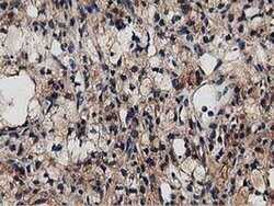 MYD88 Mouse anti-Human, Clone: OTI2B2, liquid, TrueMAB 100 &mu;L; Unconjugated:Antibodies,