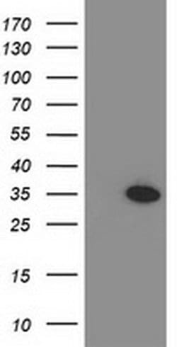 MYD88 Mouse anti-Human, Clone: OTI1B4, liquid, TrueMAB 30 &mu;L; Unconjugated:Antibodies,