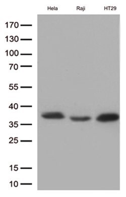 MYD88 Mouse anti-Human, Rat, Clone: OTI1B8, lyophilized, TrueMAB 100 &mu;g;