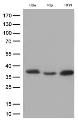 MYD88 Mouse anti-Human, Rat, Clone: OTI1B8, liquid, TrueMAB 100 &mu;L;