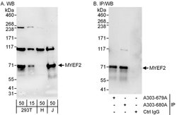 MYEF2 Rabbit anti-Human, Polyclonal, Bethyl Laboratories 100 &mu;L; Unconjugated:Antibodies,